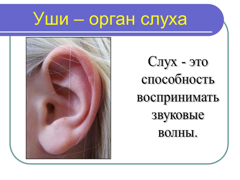 Уши – орган слуха Слух - это способность воспринимать звуковые волны