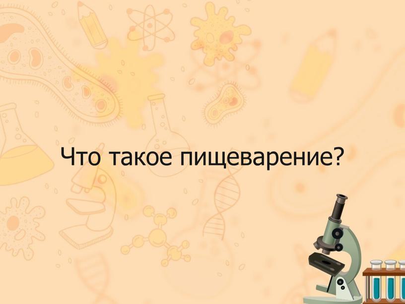 Что такое пищеварение?