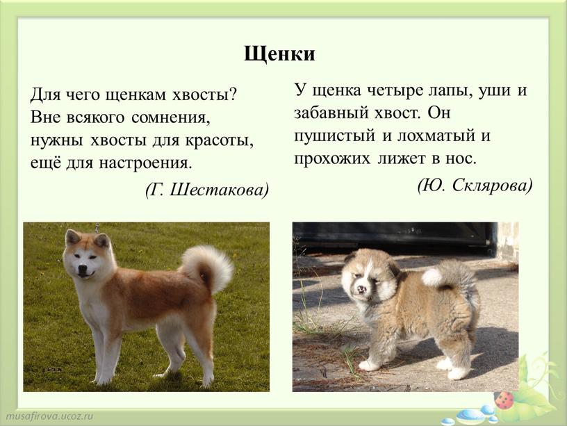 Щенки Для чего щенкам хвосты? Вне всякого сомнения, нужны хвосты для красоты, ещё для настроения