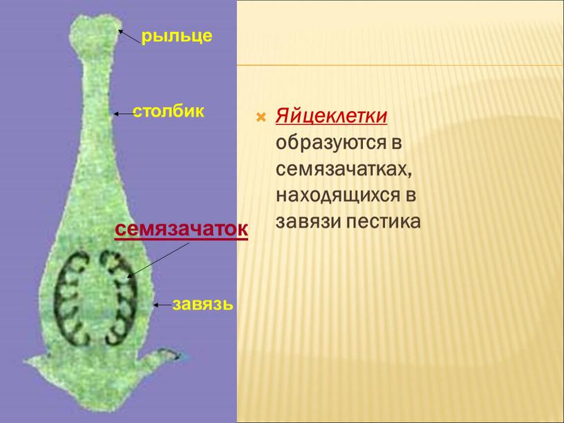 Яйцеклетки образуются в семязачатках, находящихся в завязи пестика рыльце столбик завязь семязачаток