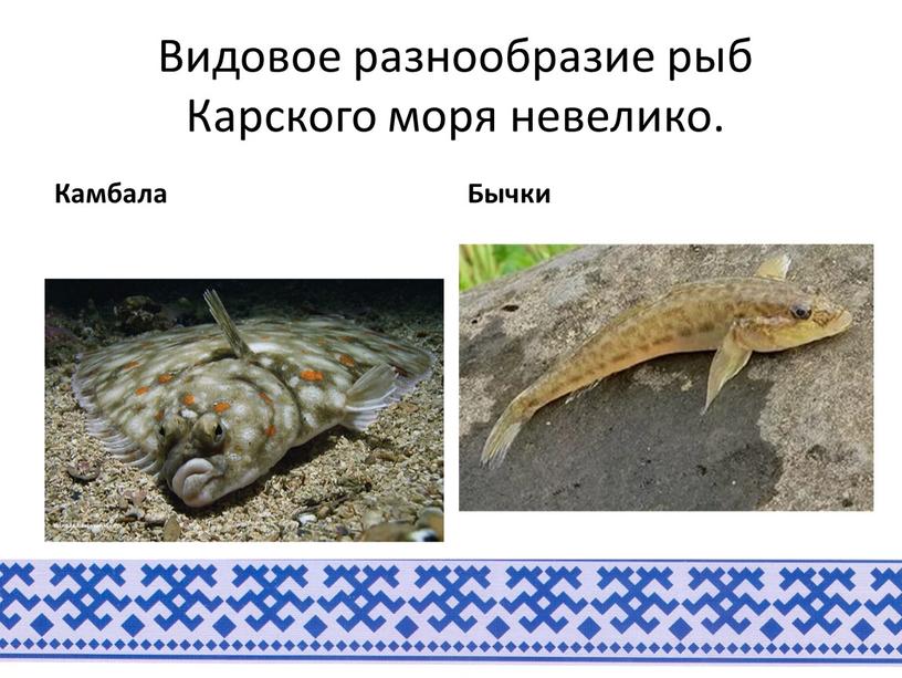 Видовое разнообразие рыб Карского моря невелико