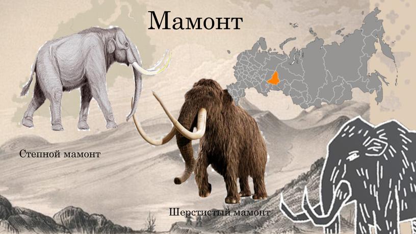 Мамонт Шерстистый мамонт Степной мамонт