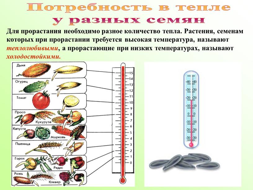 Потребность в тепле у разных семян