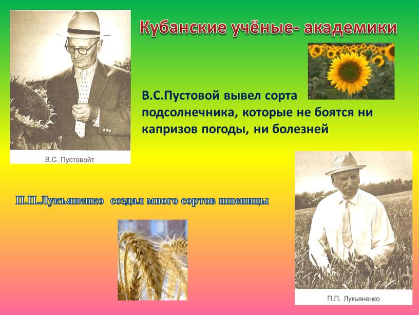 В.С.Пустовой вывел сорта подсолнечника, которые не боятся ни капризов погоды, ни болезней