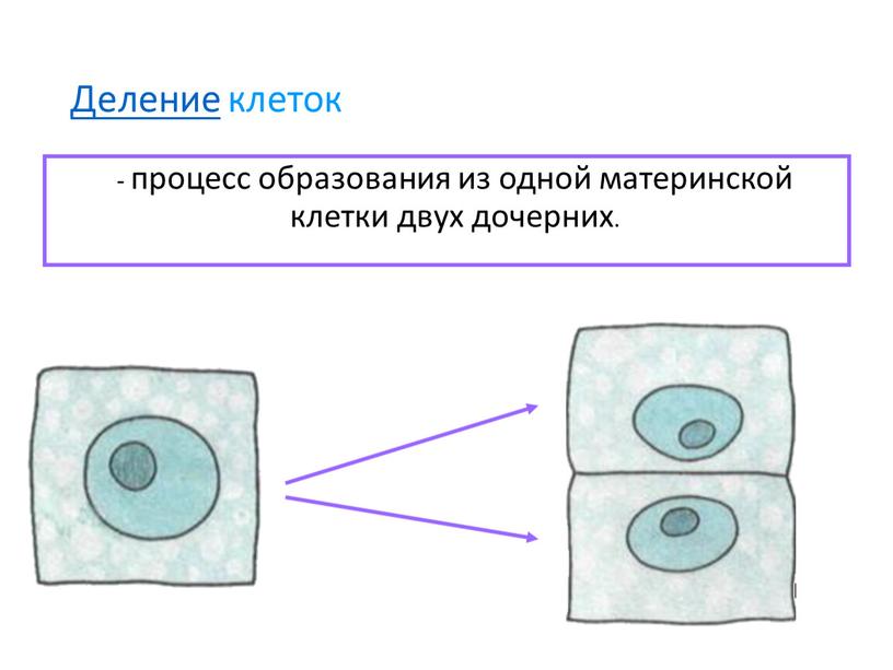 Деление клеток - процесс образования из одной материнской клетки двух дочерних