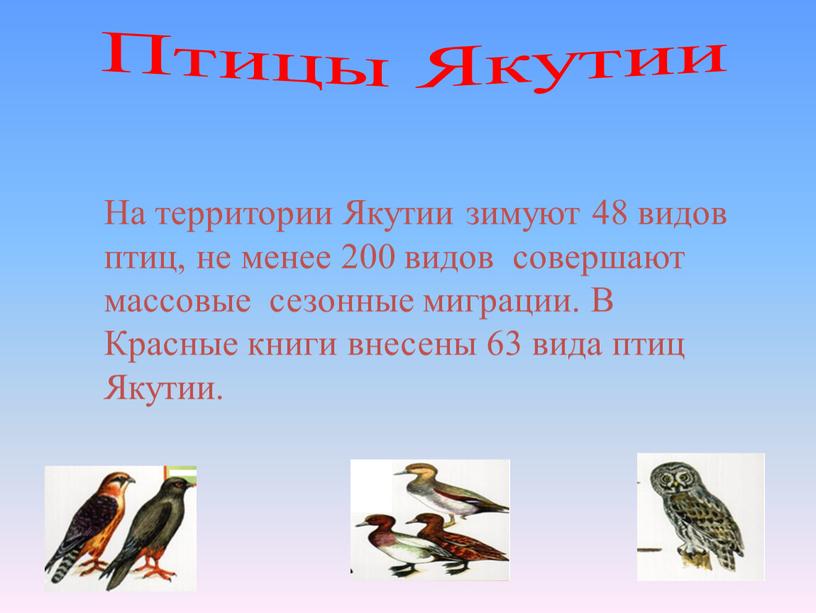 Птицы Якутии На территории Якутии зимуют 48 видов птиц, не менее 200 видов совершают массовые сезонные миграции