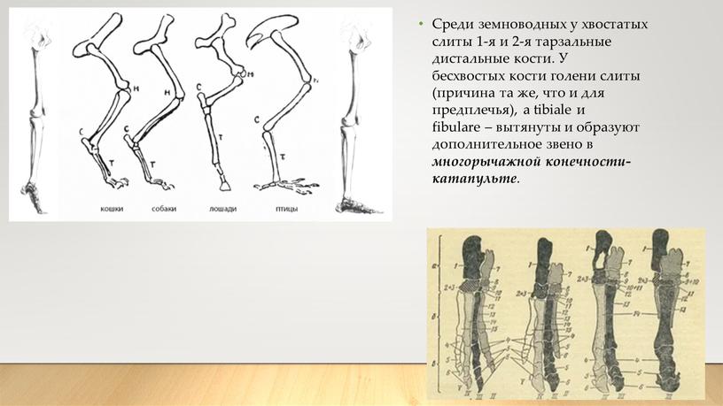 Среди земноводных у хвостатых слиты 1-я и 2-я тарзальные дистальные кости