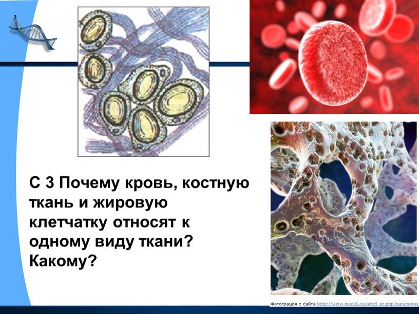 С 3 Почему кровь, костную ткань и жировую клетчатку относят к одному виду ткани?