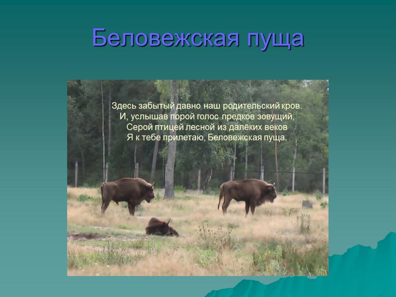 Беловежская пуща Здесь забытый давно наш родительский кров
