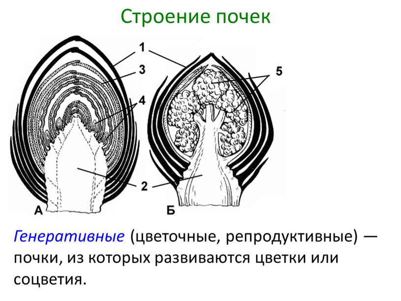 Генеративные (цветочные, репродуктивные) — почки, из которых развиваются цветки или соцветия