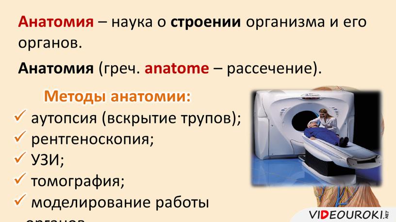 Анатомия – наука о строении организма и его органов