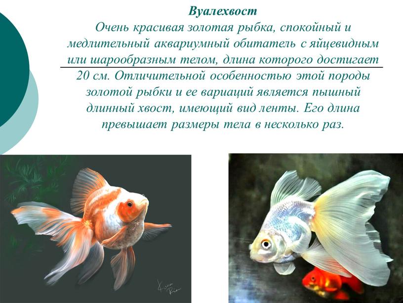 Вуалехвост Очень красивая золотая рыбка, спокойный и медлительный аквариумный обитатель с яйцевидным или шарообразным телом, длина которого достигает 20 см