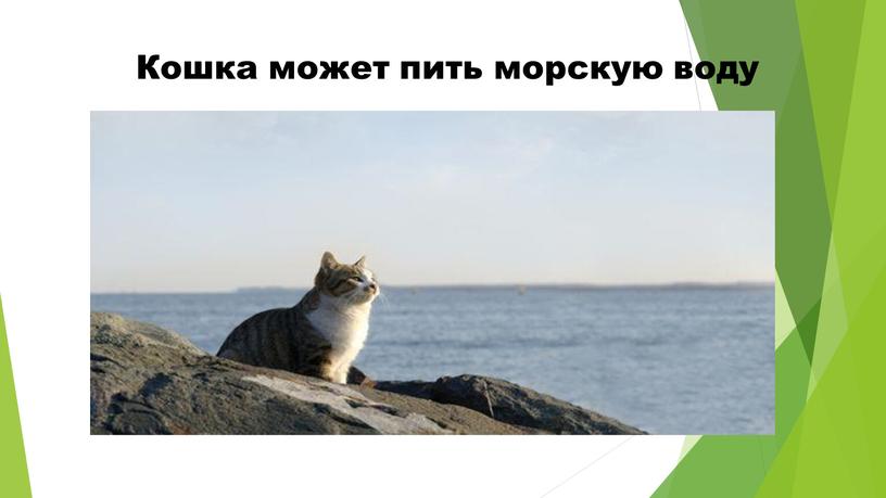 Кошка может пить морскую воду