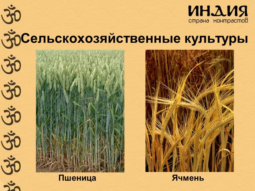 Сельскохозяйственные культуры Пшеница