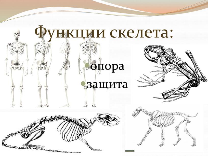 Функции скелета: опора защита