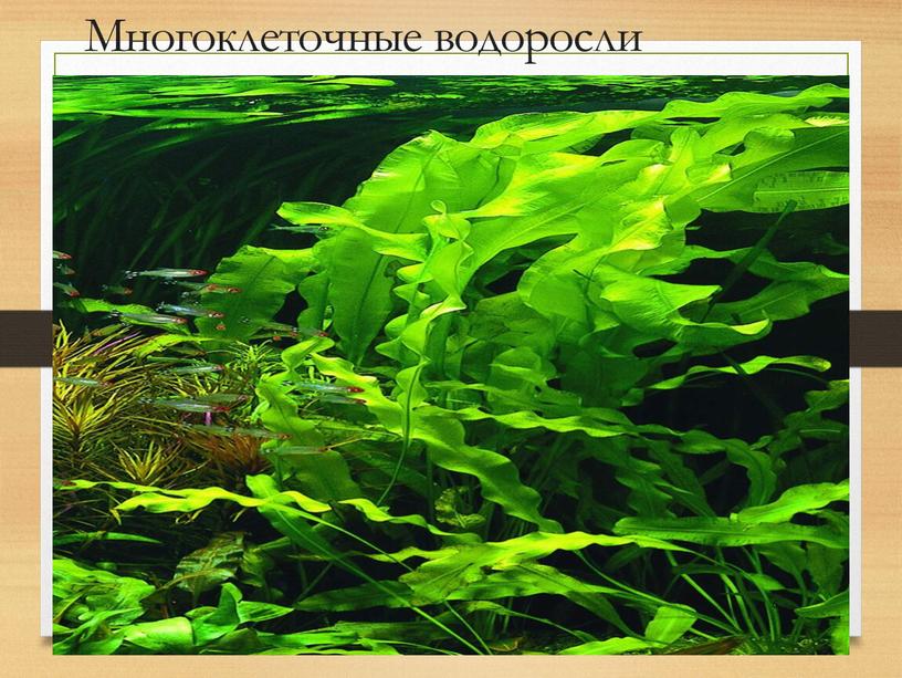 Многоклеточные водоросли 6