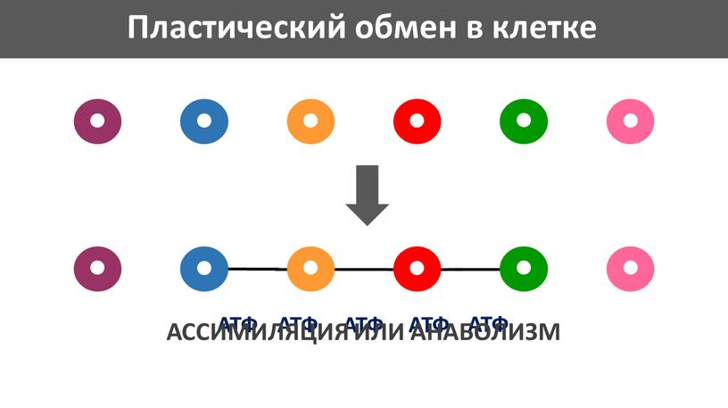 Пластический обмен в клетке АТФ