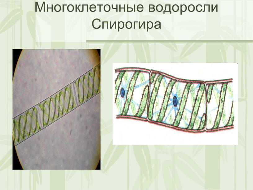 Многоклеточные водоросли Спирогира
