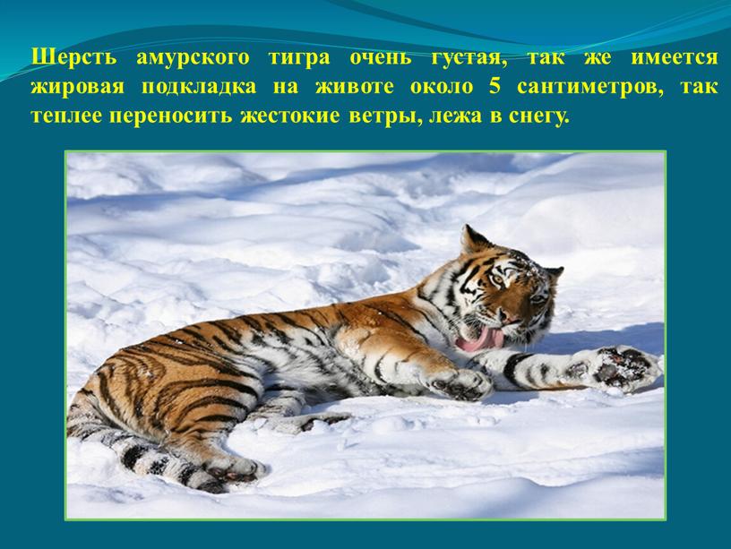 Шерсть амурского тигра очень густая, так же имеется жировая подкладка на животе около 5 сантиметров, так теплее переносить жестокие ветры, лежа в снегу