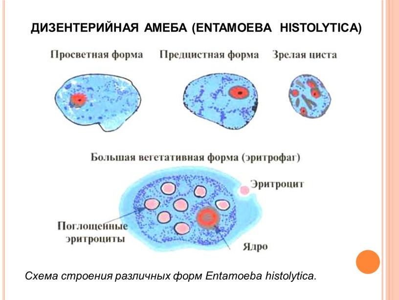 ДИЗЕНТЕРИЙНАЯ АМЕБА (ENTAMOEBA