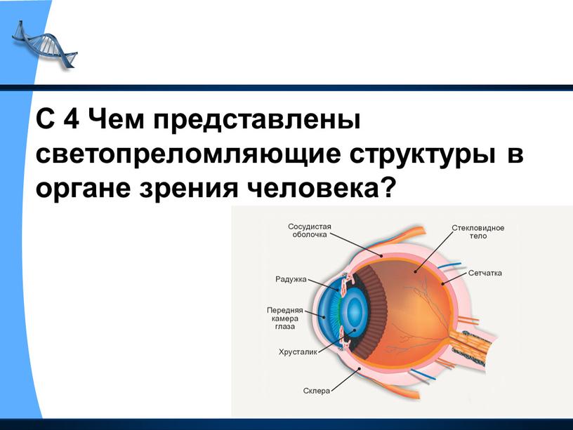 С 4 Чем представлены светопреломляющие структуры в органе зрения человека?