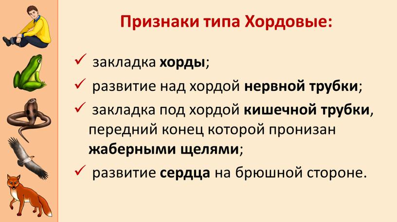 закладка хорды ; развитие над хордой нервной трубки ; закладка под хордой кишечной трубки , передний конец которой пронизан жаберными щелями ; развитие сердца на…