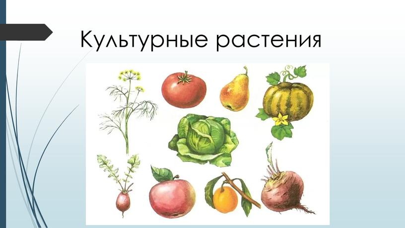 Культурные растения