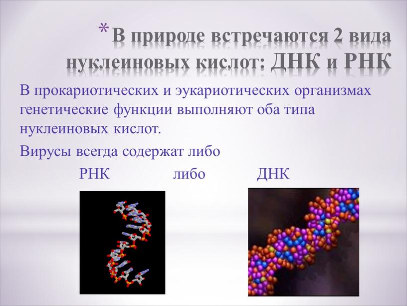 В природе встречаются 2 вида нуклеиновых кислот: