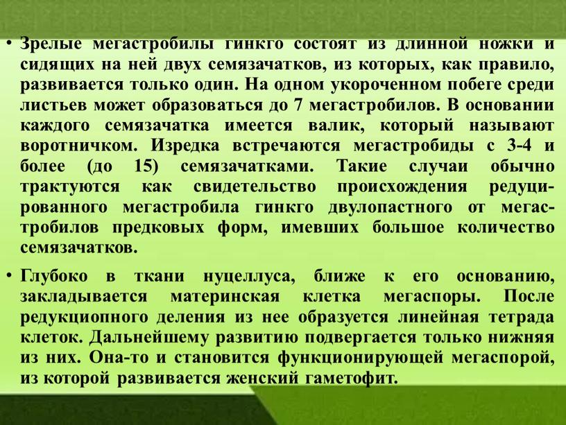 Зрелые мегастробилы гинкго состоят из длинной ножки и сидящих на ней двух семязачатков, из которых, как правило, развивается только один