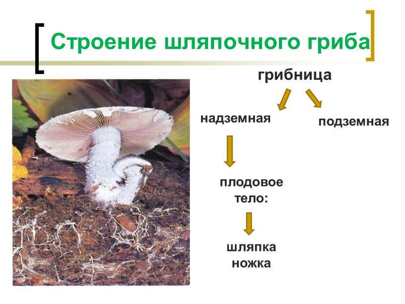 Строение шляпочного гриба грибница подземная надземная плодовое тело: шляпка ножка