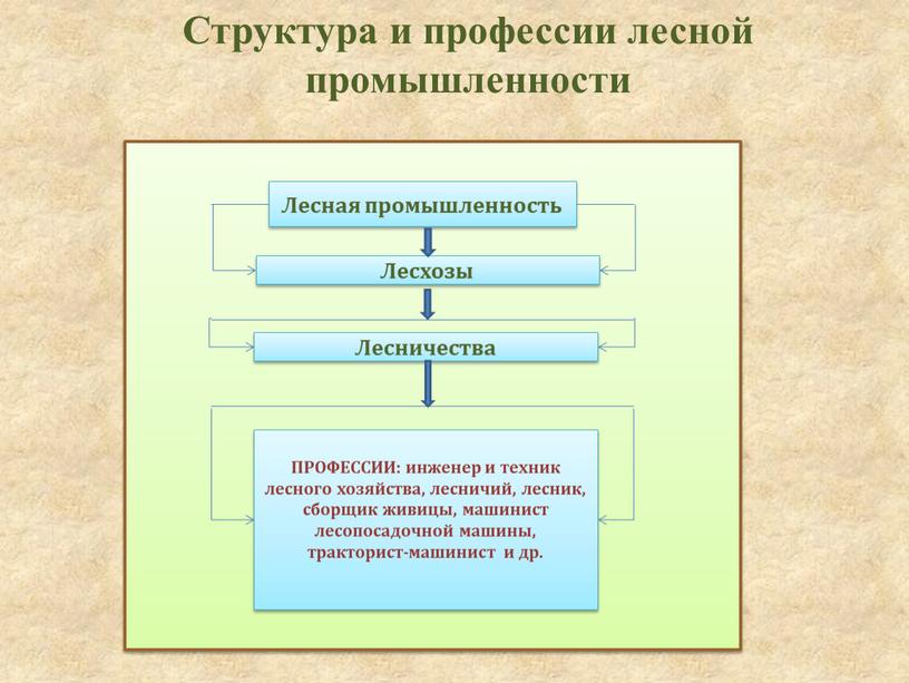 Структура и профессии лесной промышленности