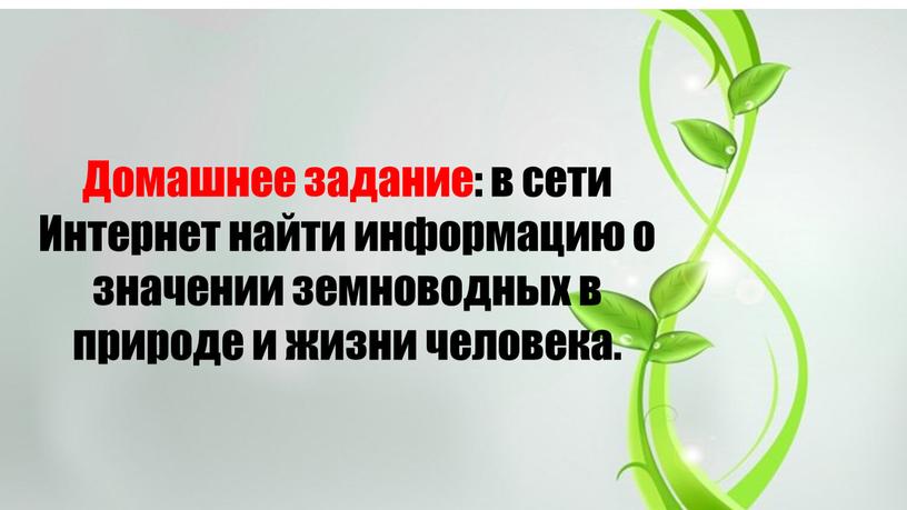 Домашнее задание: в сети Интернет найти информацию о значении земноводных в природе и жизни человека