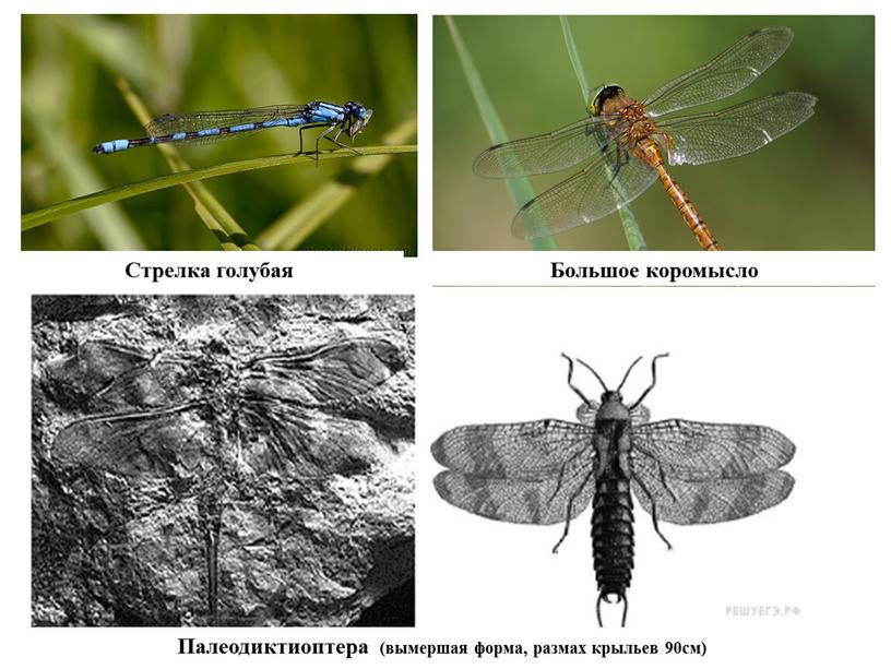 Большое коромысло Стрелка голубая