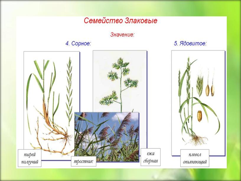 Семейства растений