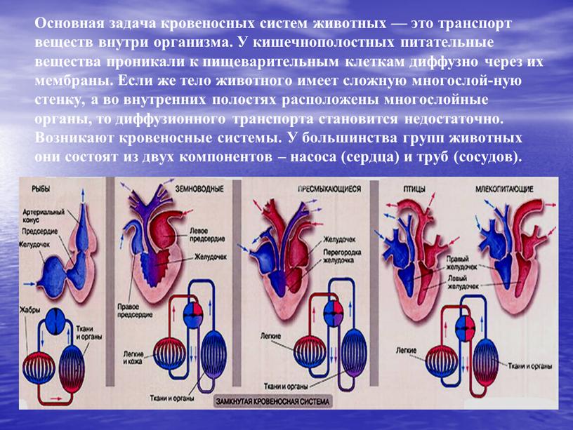 Основная задача кровеносных систем животных — это транспорт веществ внутри организма