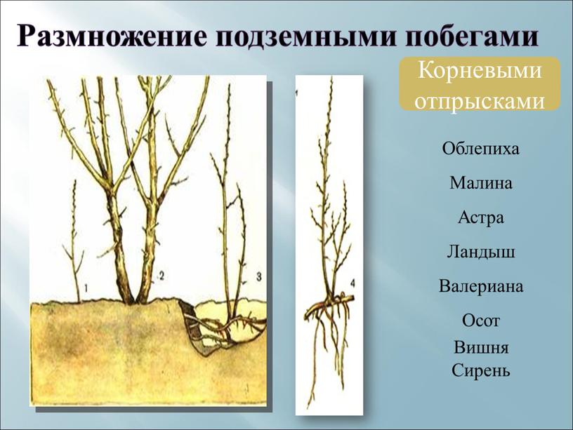 Размножение подземными побегами