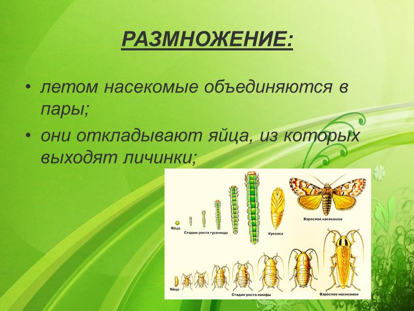 РАЗМНОЖЕНИЕ: летом насекомые объединяются в пары; они откладывают яйца, из которых выходят личинки;