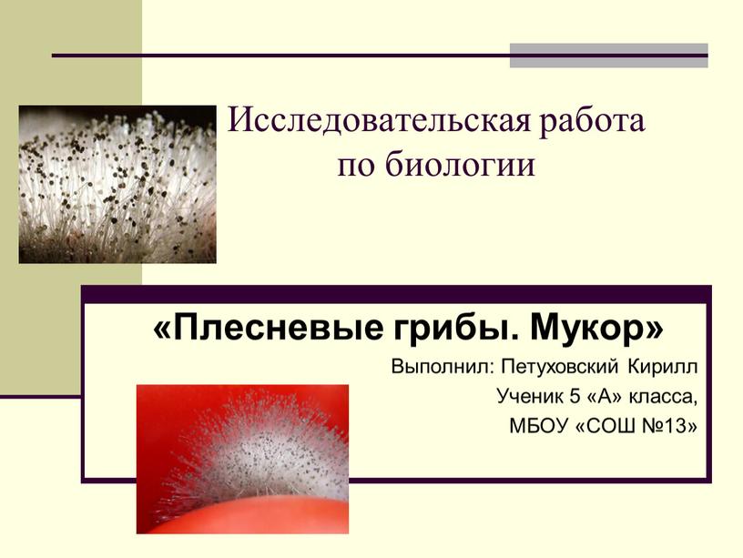 Исследовательская работа по биологии «Плесневые грибы