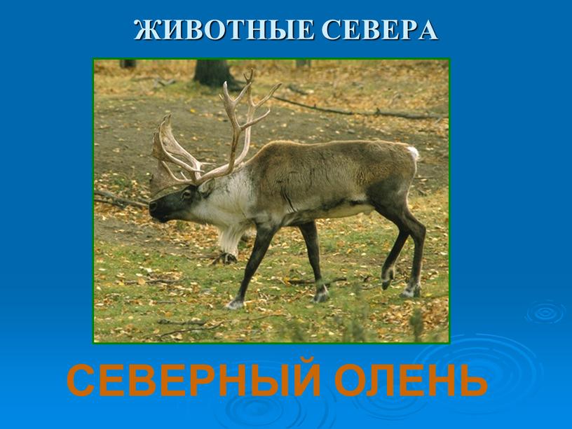 ЖИВОТНЫЕ СЕВЕРА СЕВЕРНЫЙ ОЛЕНЬ