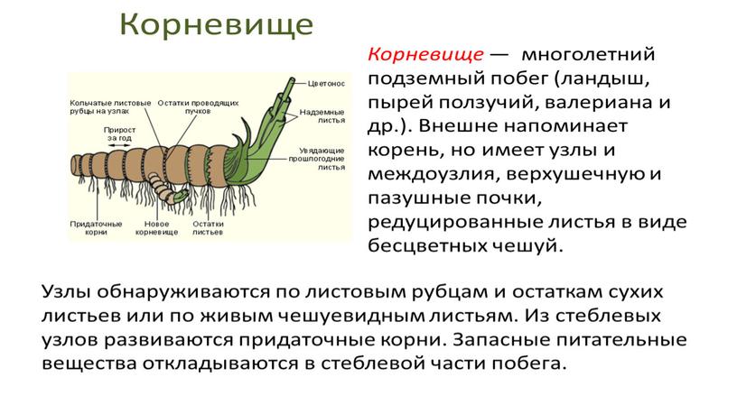 Размножение и оплодотворение растений. Вегетативное размножение