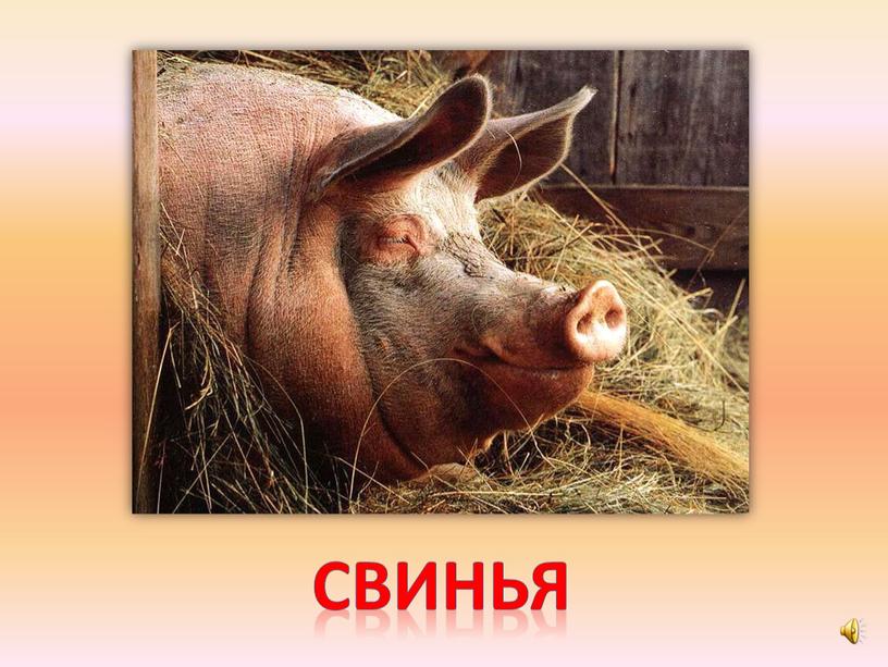 свинья