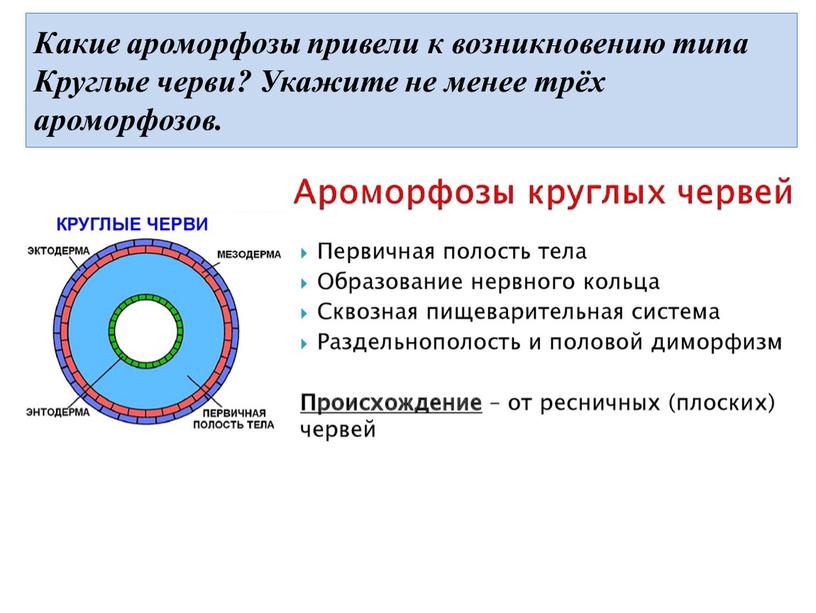 Какие ароморфозы привели к возникновению типа