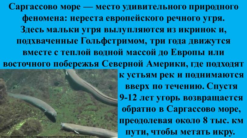 Саргассово море — место удивительного природного феномена: нереста европейского речного угря