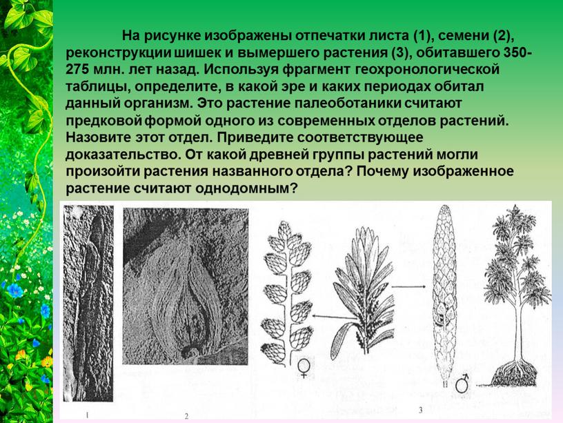 На рисунке изображены отпечатки листа (1), семени (2), реконструкции шишек и вымершего растения (3), обитавшего 350-275 млн