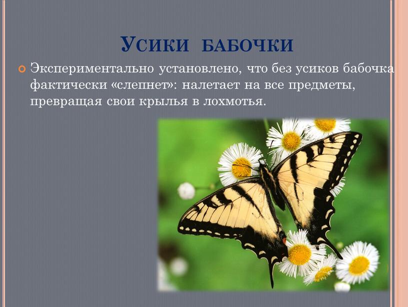 Усики бабочки Экспериментально установлено, что без усиков бабочка фактически «слепнет»: налетает на все предметы, превращая свои крылья в лохмотья