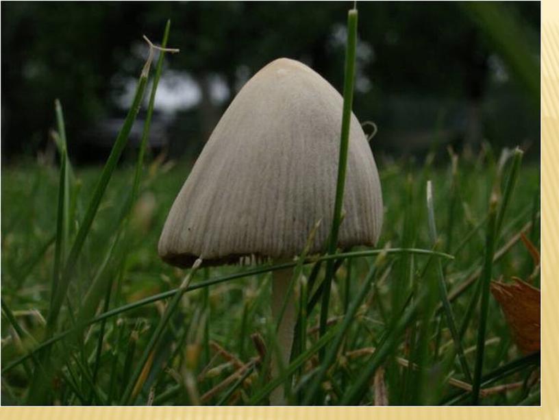 Изобразительная грамота. Поэтапное изображение "грибной поляны" 1класс.