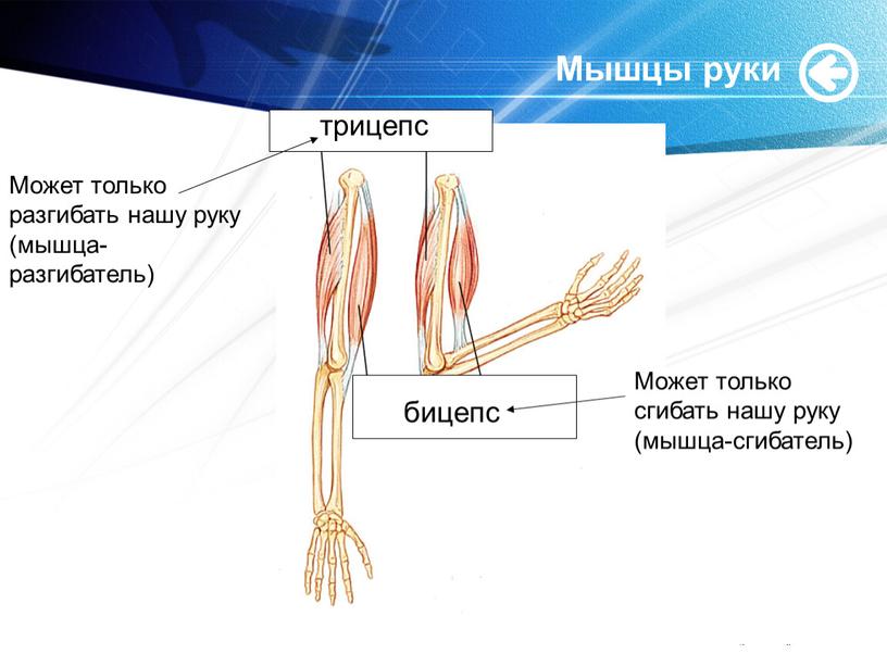 Мышцы руки трицепс бицепс Может только разгибать нашу руку (мышца-разгибатель)
