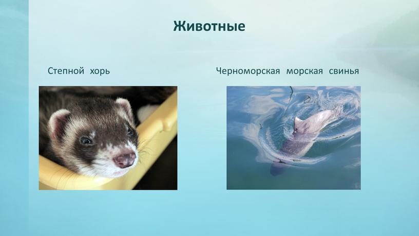 Животные Степной хорь Черноморская морская свинья