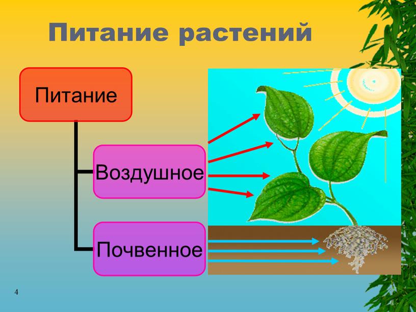 4 Питание растений