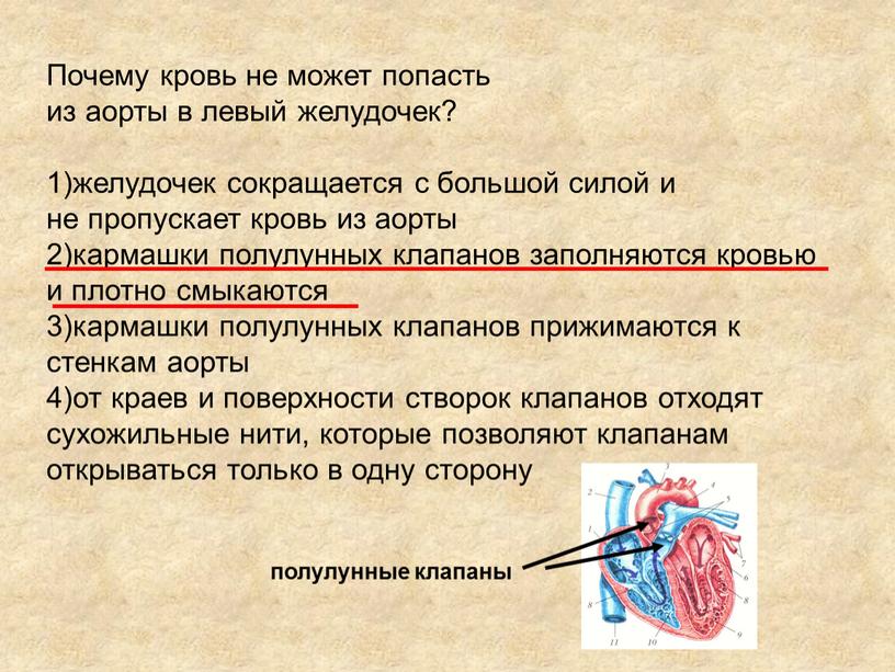 Почему кровь не может попасть из аорты в левый желудочек? 1)желудочек сокращается с большой силой и не пропускает кровь из аорты 2)кармашки полулунных клапанов заполняются…